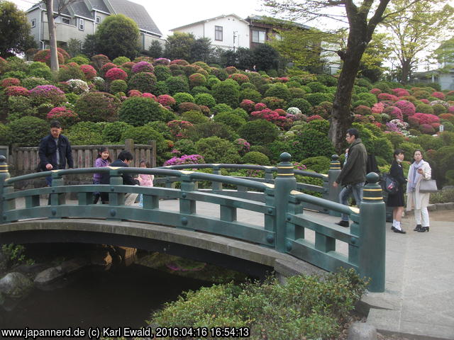 Tokyo Nezu-Schrein, Bogenbrücke mit Azaleengarten dahinter
