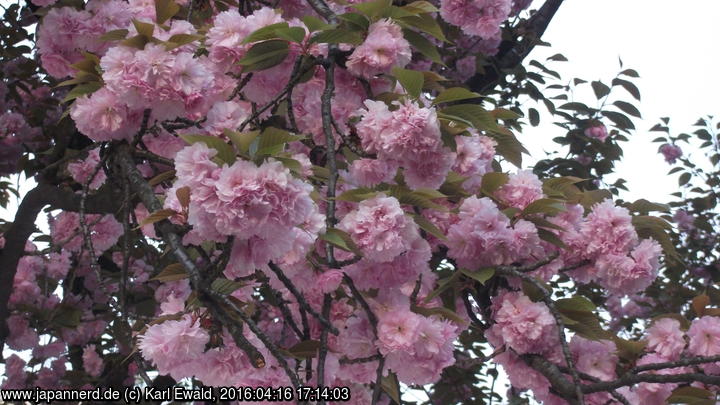 Tokyo Nezu-Schrein, Kirschblüten
