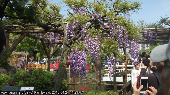 Tokyo, Kameido: Japanische Wisteria, auch Blauregen genannt
