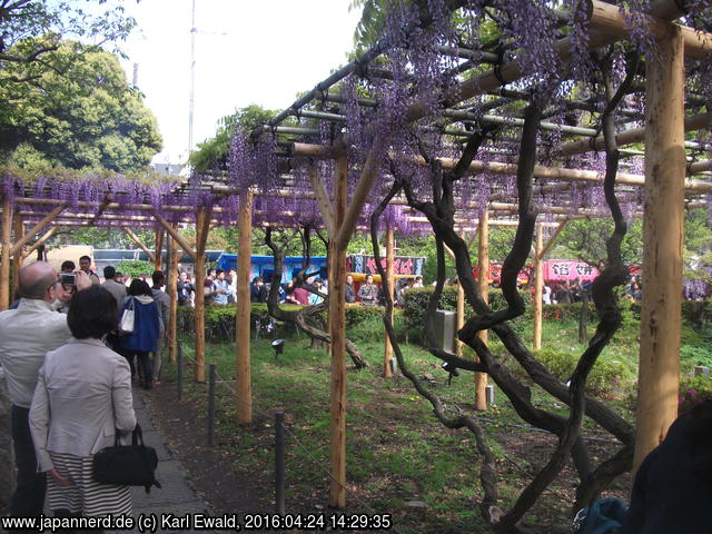 Tokyo, Kameido: Japanische Wisteria auf den Gestellen
