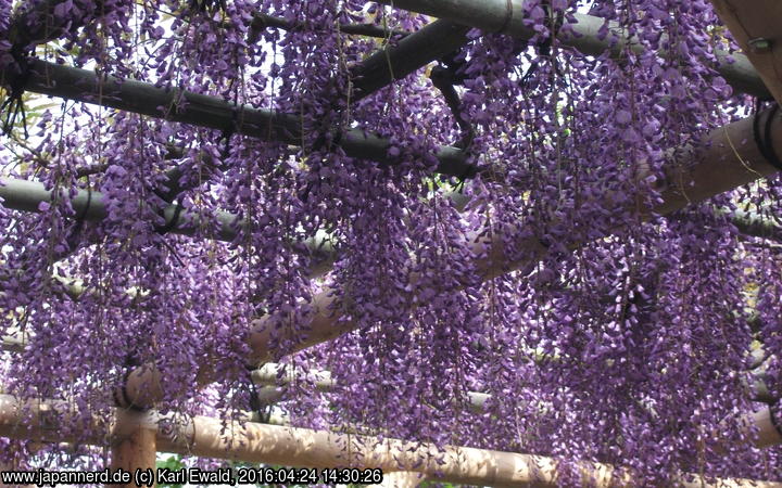 Tokyo, Kameido: Japanische Wisteria Blütenpracht
