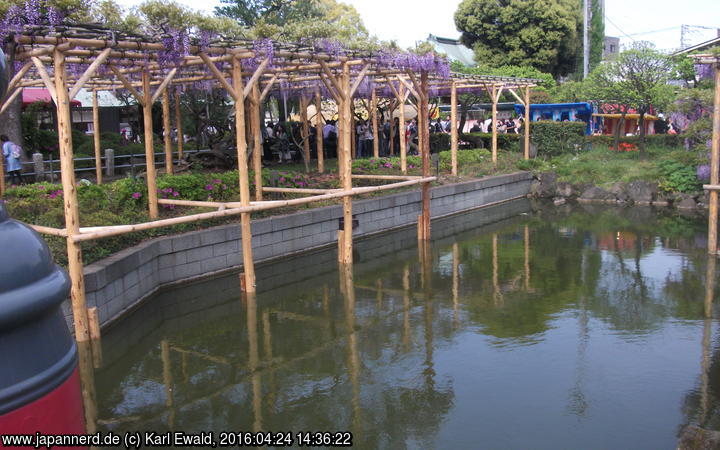 Tokyo, Kameido: Japanische Wisteria, das Gewässer und Azaleen
