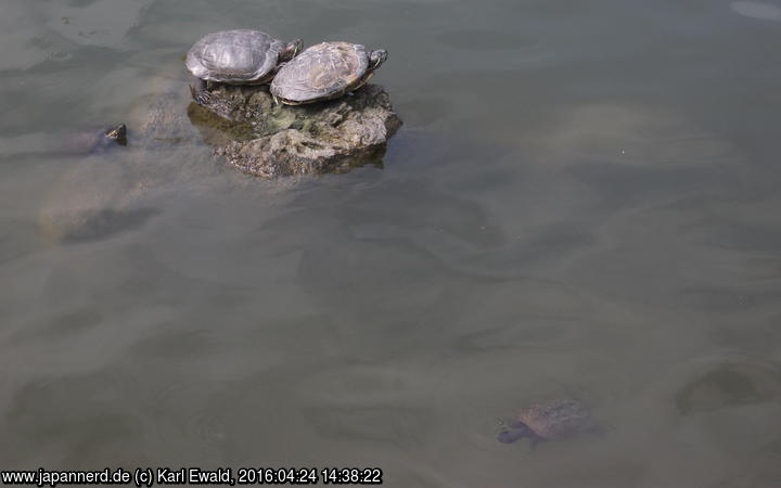 Tokyo, Kameido: Schildkröten (vier sehe ich)
