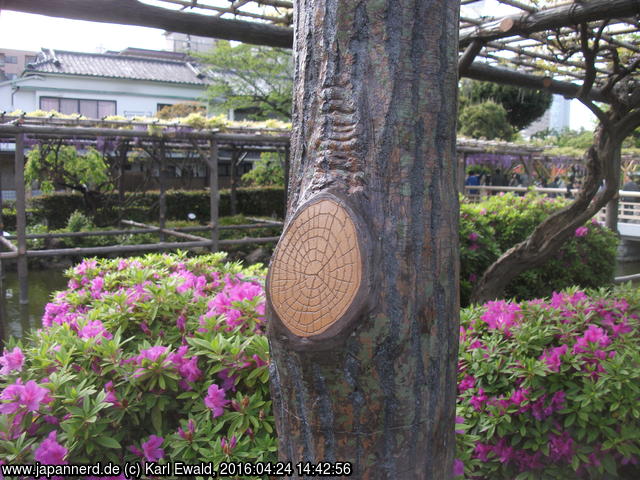 Tokyo, Kameido: täuschend echte Holznachbildung, dahinter Azaleen

