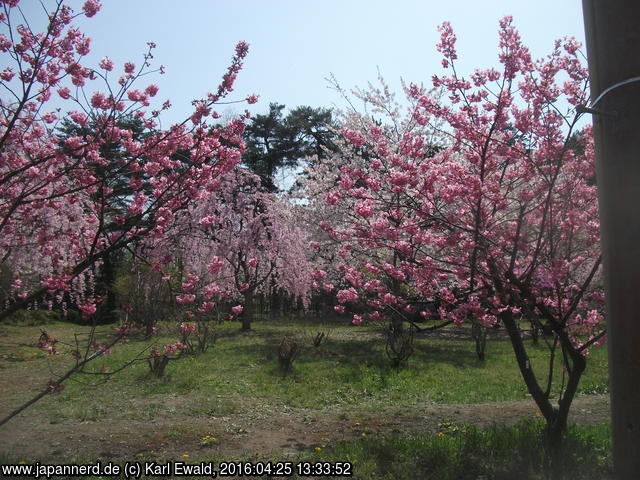 Hirosaki Park: verschiedene Kirschbäume sorgen für abwechslungsreiche Blütenpracht
