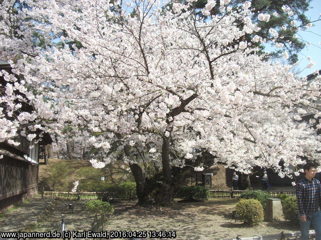 Hirosaki Park: der älteste Somei Yoshino Kirschbaum Japans von 1882

