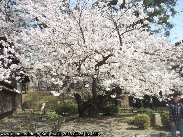 Klick für Großformat Hirosaki Park: der älteste Somei Yoshino Kirschbaum Japans von 1882
