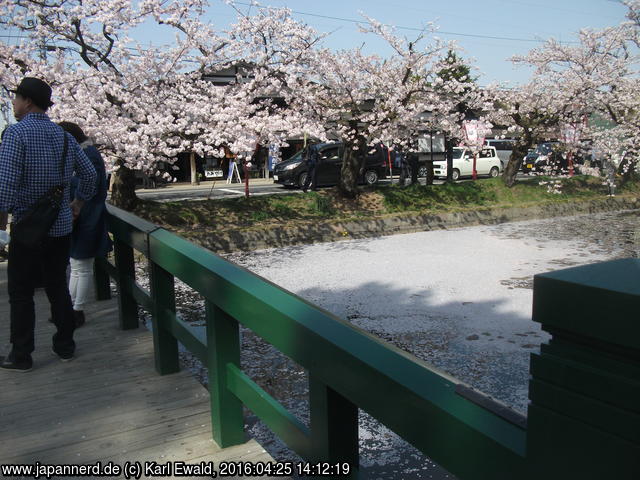 Hirosaki Park: Kirschblütenblätter bedecken diese Ecke des Wassergrabens
