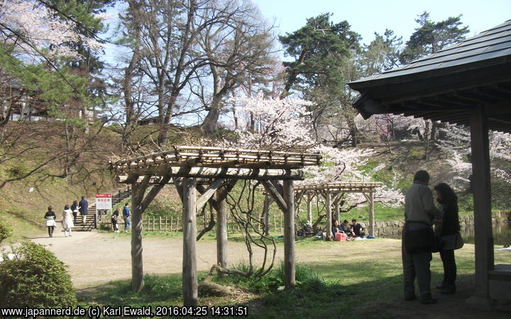 Hirosaki Park: diese Rankgitter tragen vermutlich Wisteria

