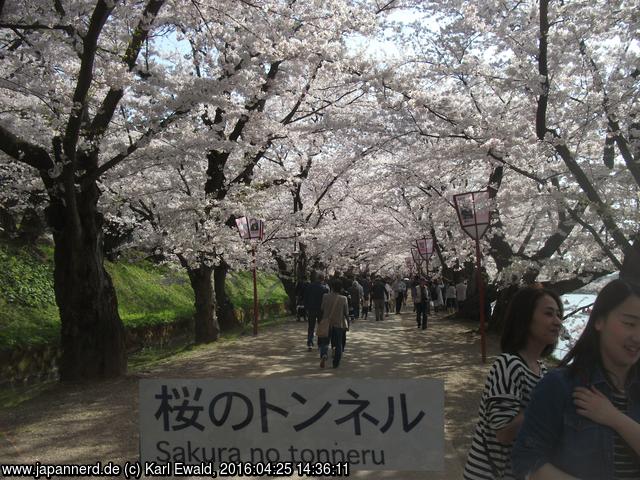 Hirosaki Park: Kirschblütentunnel
