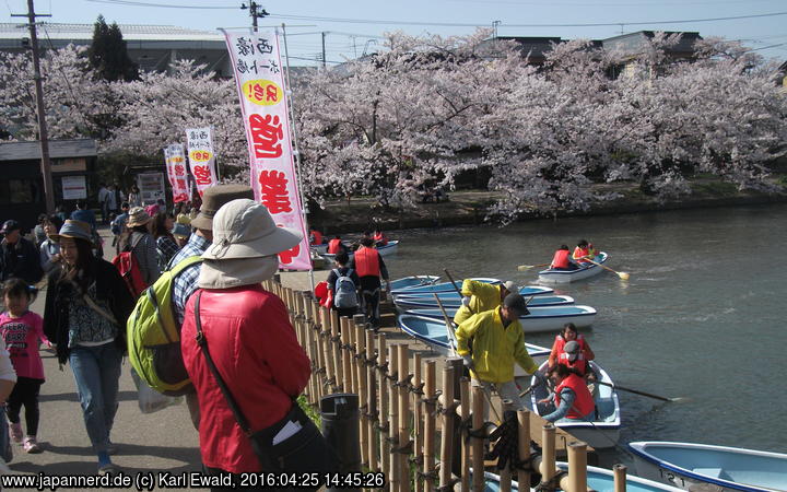 Hirosaki Park: hier legen Boote für die Fahrt unter Kirschblüten ab
