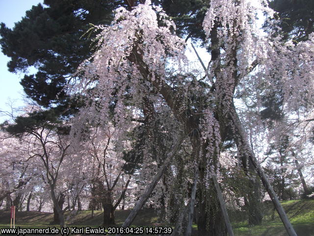 Hirosaki Park: Shidarezakura von 1914 im Ninomaru
