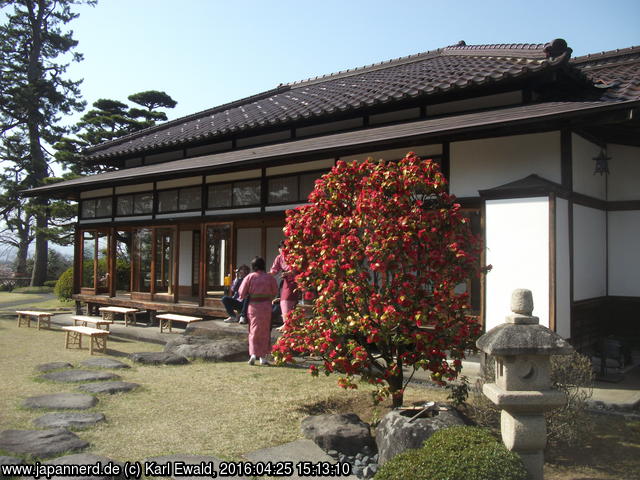 Hirosaki, Fujita-Garten: rote Kamelie vor dem Japanischen Haus
