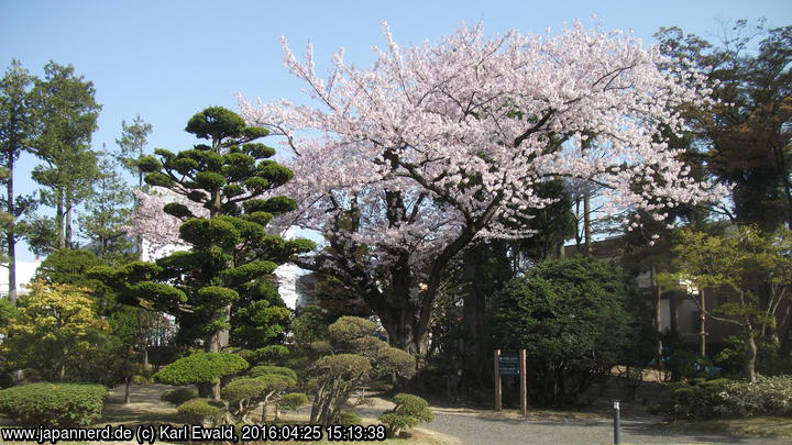Hirosaki, Fujita-Garten: blühender Kirschbaum nahe beim Eingang
