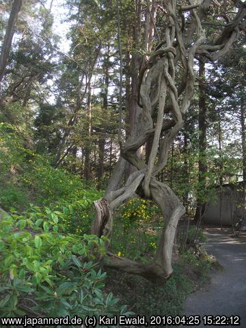 Hirosaki, Fujita-Garten: sich selbst umschlingender Baum
