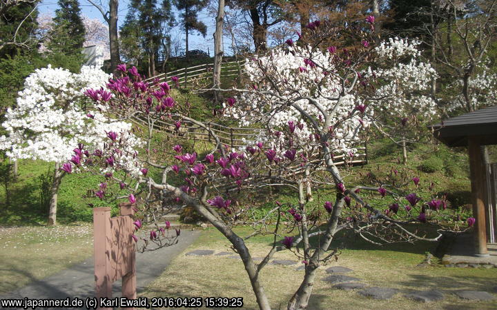 Hirosaki, Fujita-Garten: violett und weiß blühende Magnolien
