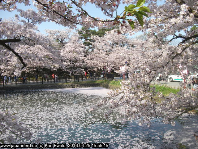 Hirosaki Park: Kirschblüten am Baum und auf dem Wasser
