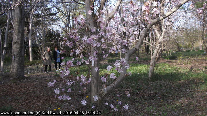 Hirosaki Park, Arboretum: Magnolie mit schmalen Blütenblättern
