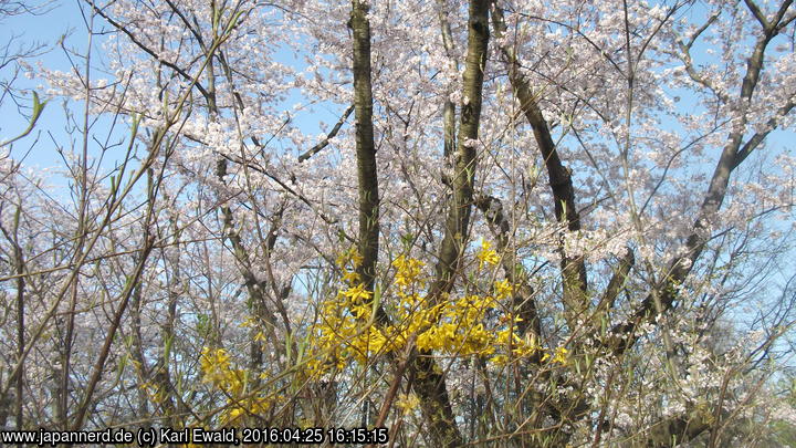 Hirosaki Park, Arboretum: Forsythie vor Kirschblüten
