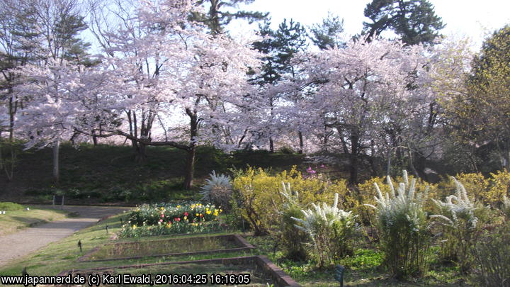 Hirosaki Park, Arboretum: blühende Pflanzen
