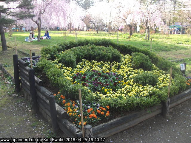 Hirosaki Park: Blumenbeet vor Kirschbäumen
