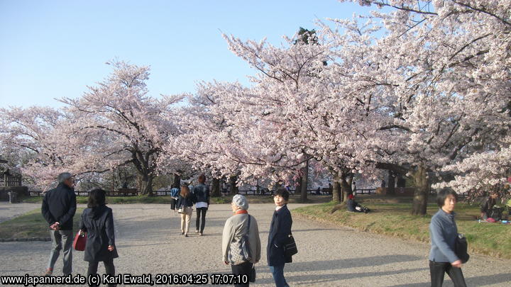 Hirosaki Park, Honmaru
