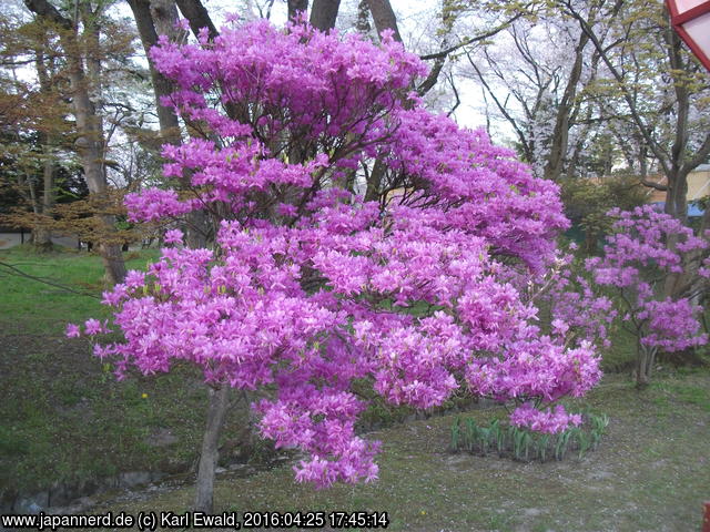 Klick für Großformat Hirosaki Park: Azalee