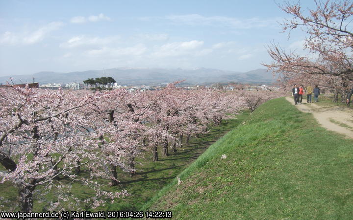 Hakodate, Goryôkaku-Park: Kirschbäume auf mehreren Ebenen
