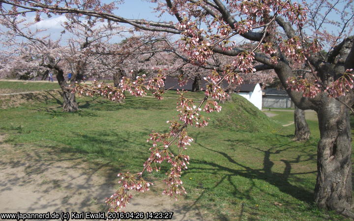 Hakodate, Goryôkaku-Park: Kirschbaum mit Knospen
