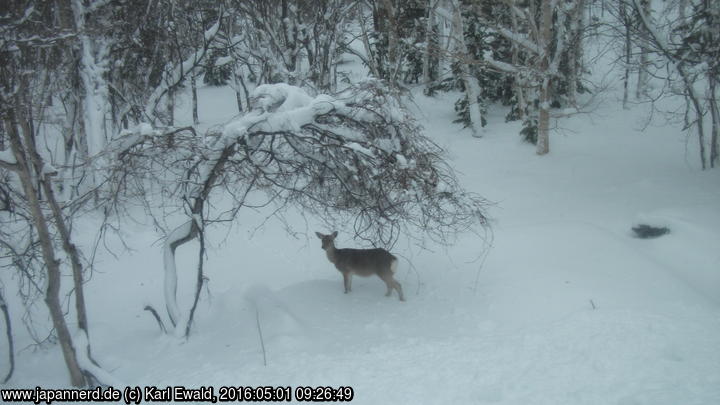 Shiretoko: Zwerghirsch (Shika) im Schnee
