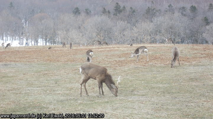 Shiretoko Nature Center: äsende Hirsche oberhalb der Furepe Wasserfälle
