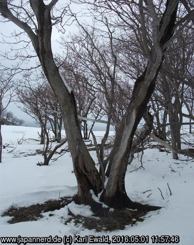Shiretoko Nature Center: bizarrer Baum bei den Furepe Wasserfällen

