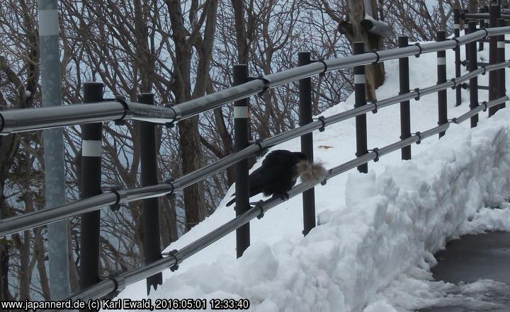 Shiretoko, Straße nahe Kap Puyuni: Rabe mit Nestbaumaterial
